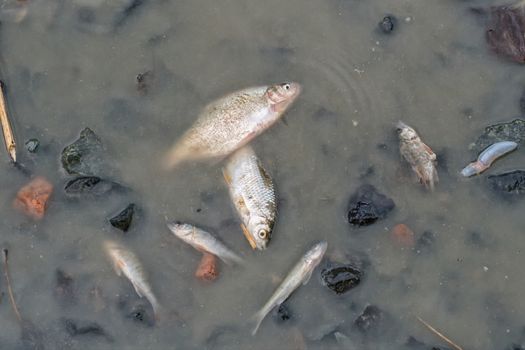 A dead fishes at the bottom of the released pond