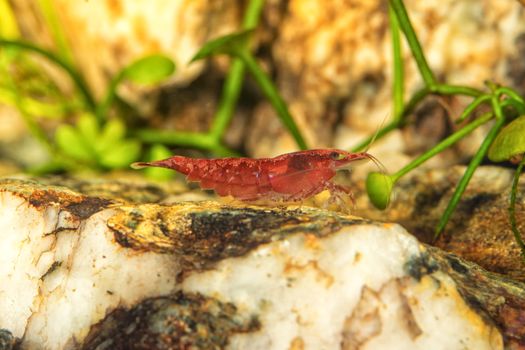 Red freshwater shrimp closeup shot in aquarium (genus Neocaridina)