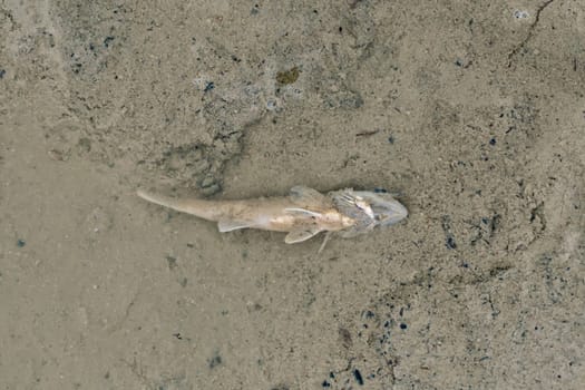 A dead fish at the bottom of the released pond