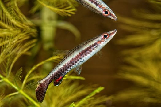 Portrait of freshwater pencil fish (Nannostomus eques) in aquarium