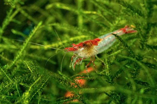 Red white freshwater shrimp closeup shot in aquarium (genus Neocaridina)