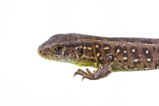 Lizard (Lacerta agilis) with tick (Ixodes ricinus) isolated on a white background