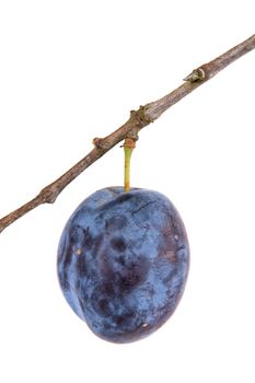 Blue plum on branch isolated on a white background