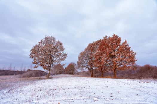 First snow in the autumn forest. Fall colors on the trees. Belarus autumn Landscape