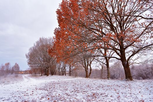 First snow in the autumn park. Fall colors on the trees. Belarus autumn Landscape