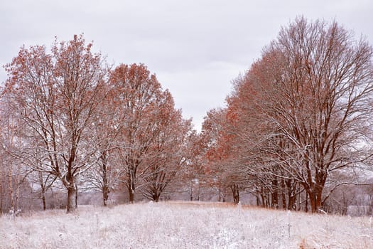 First snow in the autumn park. Fall colors on the trees. Belarus autumn Landscape