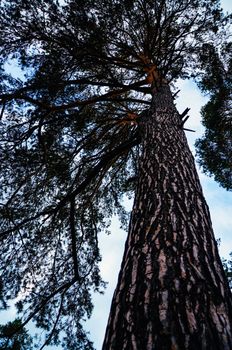 Looking up at a silhouette of a long and mighty tree in Ukraine