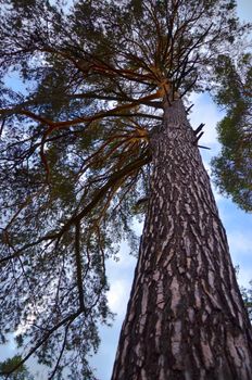 Looking up at a silhouette of a long and mighty tree in Ukraine