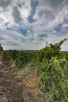 A Beautiful day view over vineyard