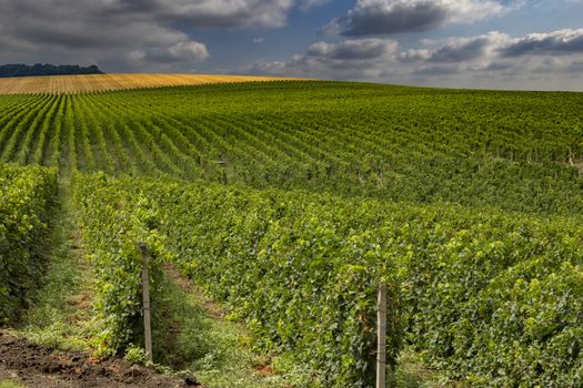 Summer scene of beautiful green vineyard with cloudy sky and mountain horizon.