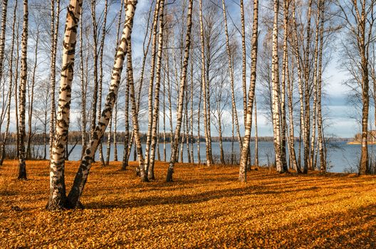 In autumn woods among birches in the woods of Russia