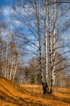 In autumn woods among birches in the woods of Russia