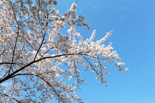 Japanese white cherry blossom in spring