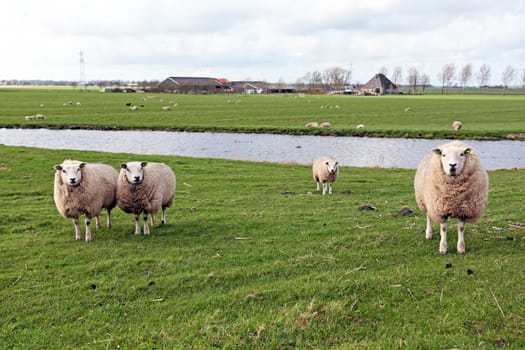 Sheep in the countryside from the Netherlands