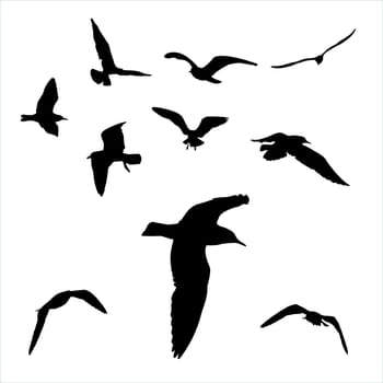  set - seagull silhouette on white background collection.