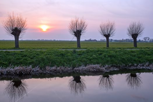 Cropped willows in a dutch landscape at sunset