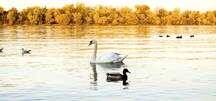 Swans at the river Danube