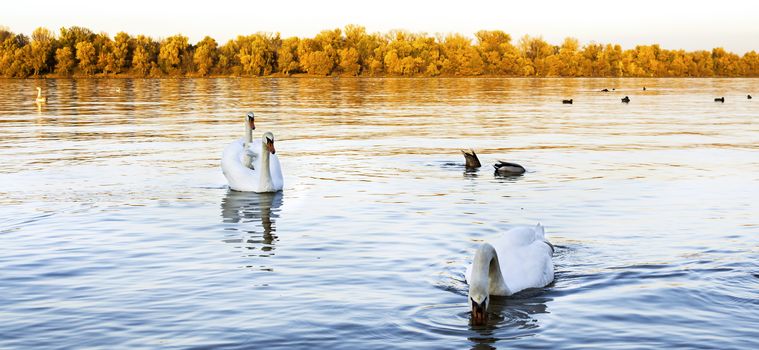 Swans at the river Danube