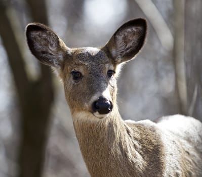 Beautiful isolated closeup of a funny cute wild deer in the forest