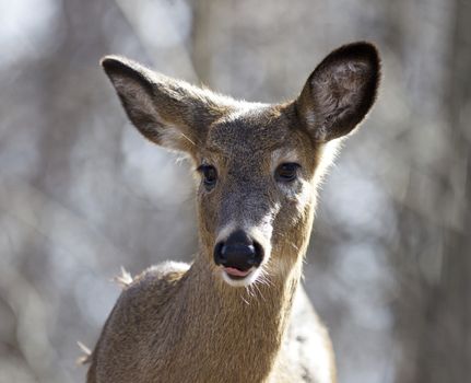 Beautiful isolated portrait of a funny cute wild deer in the forest