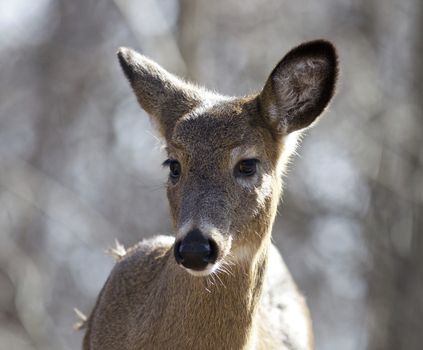 Beautiful isolated picture with a cute wild deer in the forest