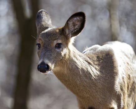 Isolated photo of a funny wild deer in the forest