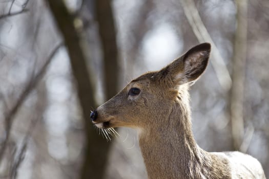 Beautiful isolated background with a wild deer in the forest