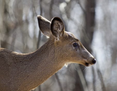 Beautiful isolated photo of a wild deer in the forest