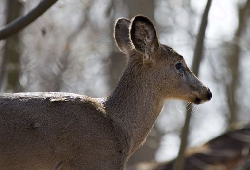 Beautiful isolated picture with a wild deer in the forest