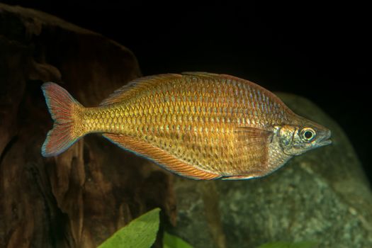 Portrait of freshwater rainbow fish (Melanotaenis) in aquarium