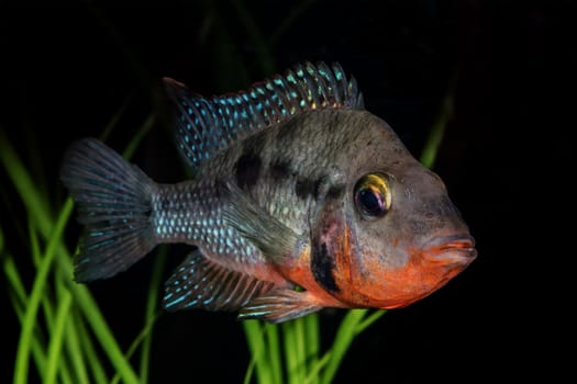 Portrait of freshwater cichlid fish (Thorichthys meeki) in aquarium