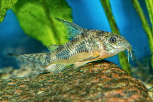 Catfish from genus Corydoras in a aquarium