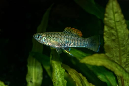 Portrait of freshwater livebearer fish (Brachyrhaphis roseni) in aquarium