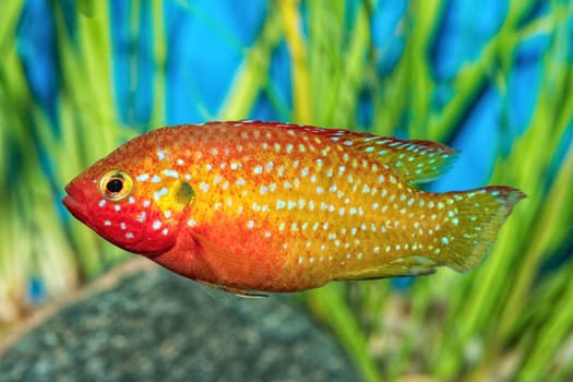 Portrait of freshwater cichlid fish (Hemichromis sp.) in aquarium