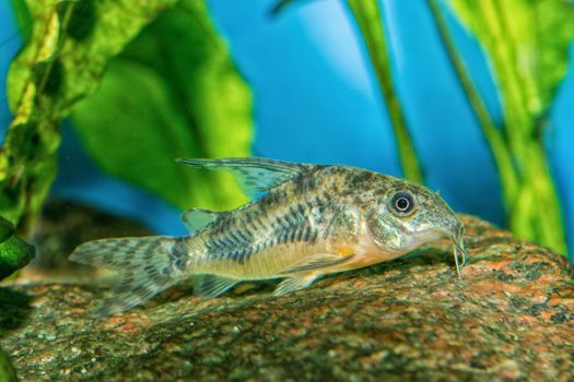 Catfish from genus Corydoras in a aquarium