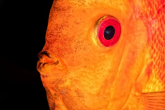 Beautiful portrait of red-orange discus fish