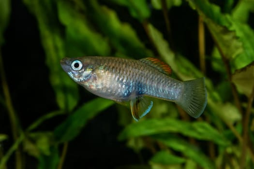 Portrait of freshwater livebearer fish (Brachyrhaphis roseni) in aquarium