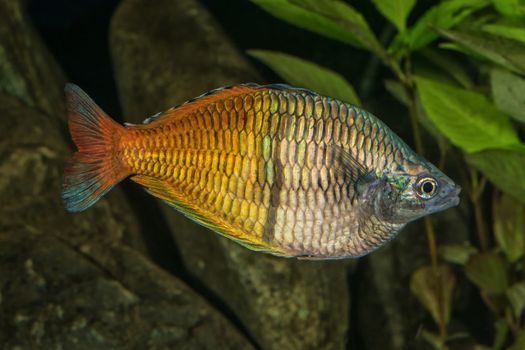 Portrait of freshwater rainbowfish (Melanotaenia boesemani) in aquarium