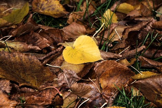 Colorful autumn leaves. Colorful and bright background made of fallen autumn leaves. 