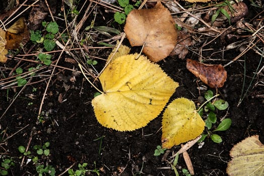 Colorful autumn leaves. Colorful and bright background made of fallen autumn leaves. 