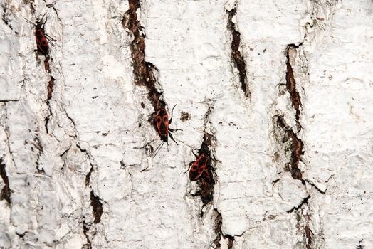 Bedbug-soldier on a tree trunk, red-black beetle. Whitening the bark of the old cracked wood for background and texture.