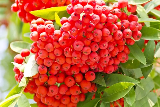 Red ripe rowanberry branch in sunny light
