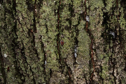 old wood tree bark texture with green moss. Bedbug-soldier on a tree trunk, red-black beetle.