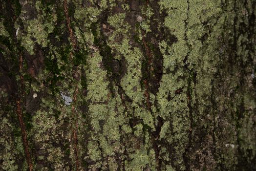 old wood tree bark texture with green moss, tree bark, bark photo, bark background, bark macro, forest tree, tree texture, bark texture