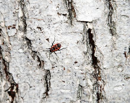 Bedbug-soldier on a tree trunk, red-black beetle. Whitening the bark of the old cracked wood for background and texture.