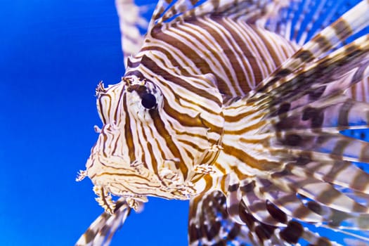 Photo of striped pterois volitans in aquarium