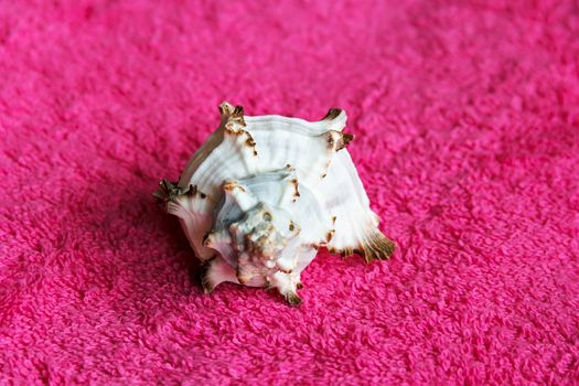 Photo of sea shell laying on magenta towel