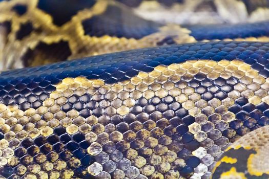 Photo of real boa snake python skin texture close up