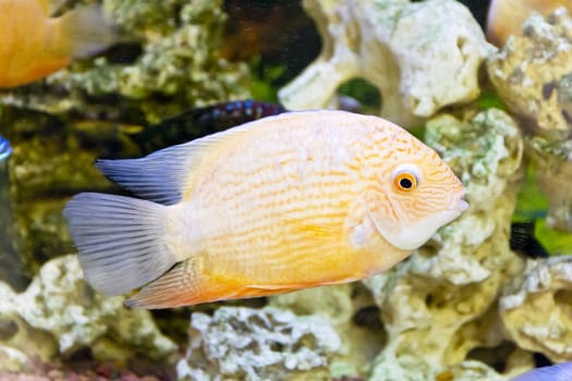 Photo of fish cichlasoma severum red pearl in aquarium