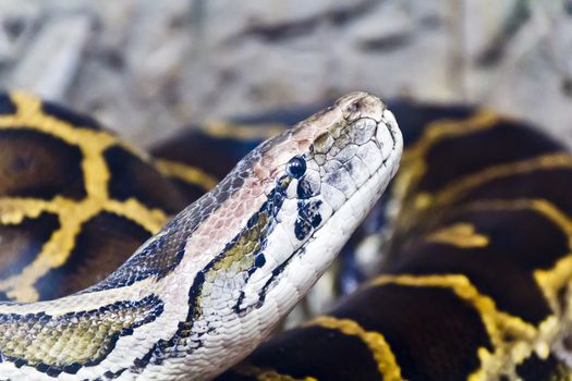 Photo of reticulated python head close up